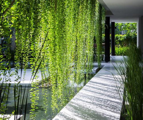 室内垂直绿化的环境特点